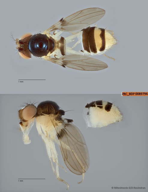 Mycodrosophila sp. "ZRCBDP0089796" • © Miteshravin S/O Ravindran • All Rights Reserved