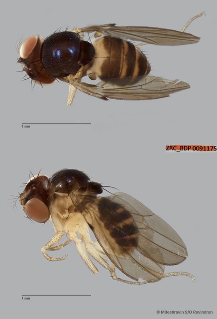 Mycodrosophila sp. "ZRCBDP0089950" • © Miteshravin S/O Ravindran • All Rights Reserved