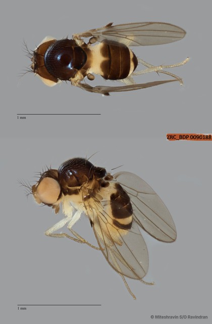 Mycodrosophila sp. "ZRCBDP0090188" • © Miteshravin S/O Ravindran • All Rights Reserved