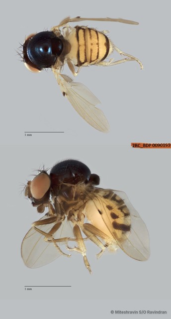 Mycodrosophila sp. "ZRCBDP0090193" • © Miteshravin S/O Ravindran • All Rights Reserved