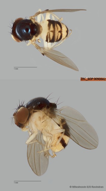 Mycodrosophila sp. "ZRCBDP0090599" • © Miteshravin S/O Ravindran • All Rights Reserved