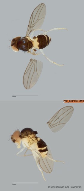 Mycodrosophila sp. "ZRCBDP0091493" • © Miteshravin S/O Ravindran • All Rights Reserved