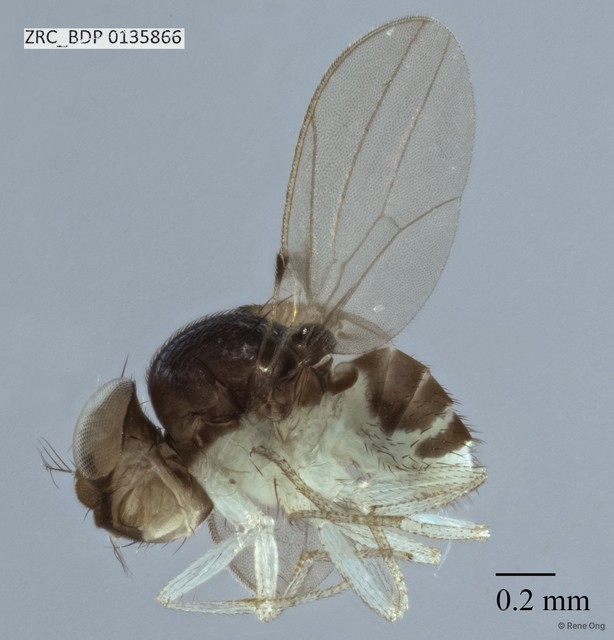 Mycodrosophila sp. "ZRCBDP0133986" • © Rene Ong • All Rights Reserved