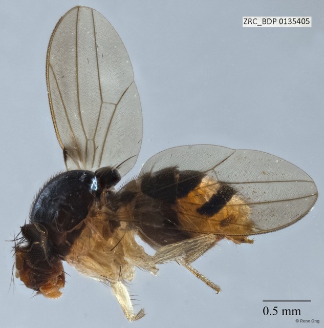 Mycodrosophila sp. "ZRCBDP0135405" • © Rene Ong • All Rights Reserved