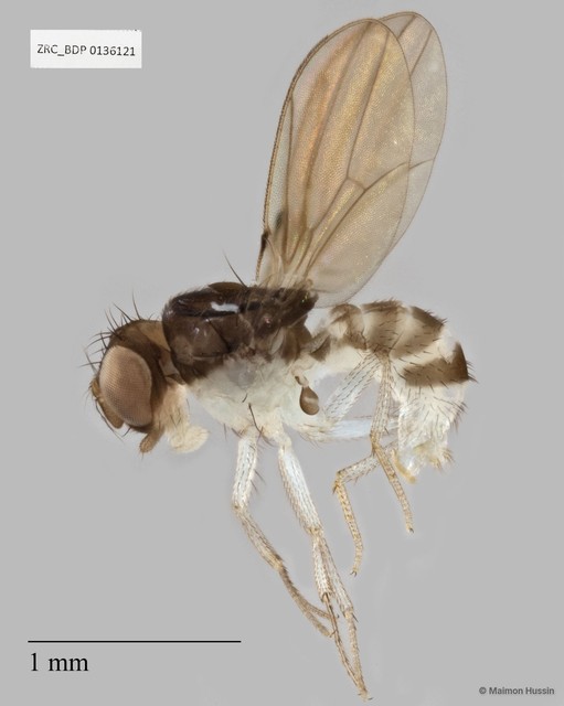 Mycodrosophila sp. "ZRCBDP0136121" • © Maimon Hussin • All Rights Reserved