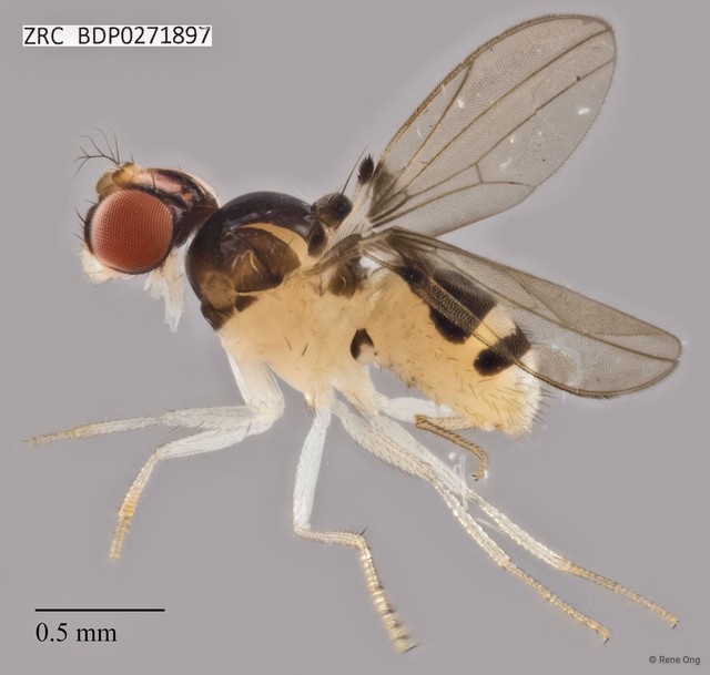 Mycodrosophila sp. "ZRCBDP0271897" • © Rene Ong • All Rights Reserved