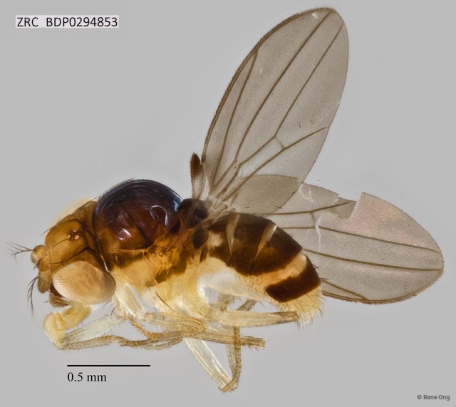 Mycodrosophila sp. "ZRCBDP0291774" • © Rene Ong • All Rights Reserved