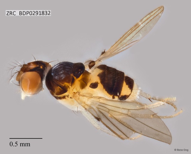 Mycodrosophila sp. "ZRCBDP0291832" • © Rene Ong • All Rights Reserved
