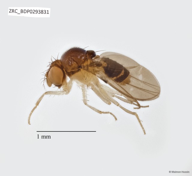 Mycodrosophila sp. "ZRCBDP0293831" • © Maimon Hussin • All Rights Reserved