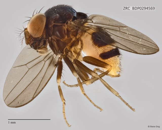 Mycodrosophila sp. "ZRCBDP0294569" • © Rene Ong • All Rights Reserved