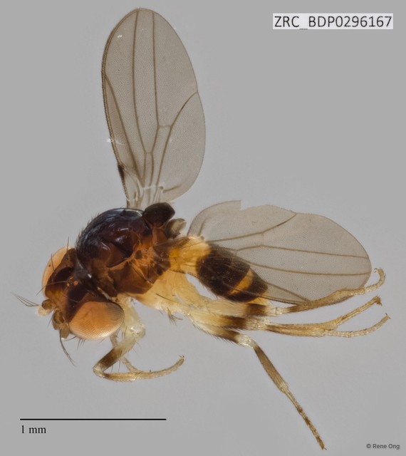 Mycodrosophila sp. "ZRCBDP0296167" • © Rene Ong • All Rights Reserved