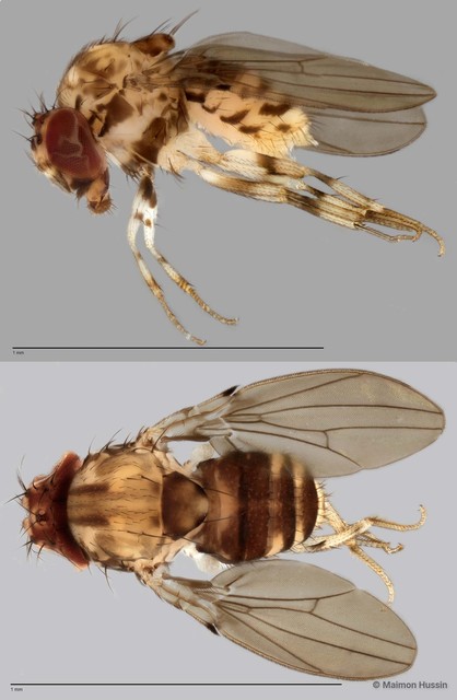 Paramycodrosophila sp. "ZRCBDP0025302" • © Maimon Hussin • All Rights Reserved