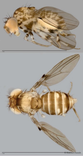 Paramycodrosophila sp. "ZRCBDP0025447" • © Maimon Hussin • All Rights Reserved