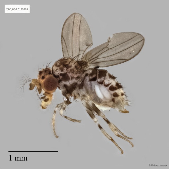 Paramycodrosophila sp. "ZRCBDP0135908" • © Maimon Hussin • All Rights Reserved