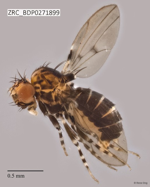 Paramycodrosophila sp. "ZRCBDP0271899" • © Rene Ong • All Rights Reserved