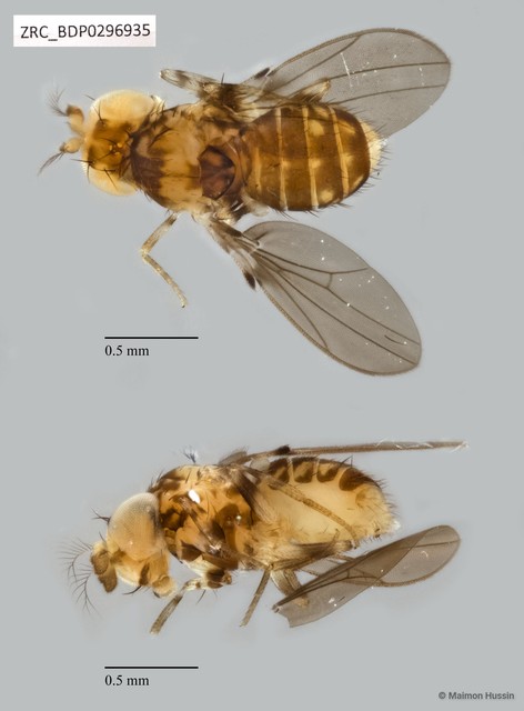Paramycodrosophila sp. "ZRCBDP0294901" • © Maimon Hussin • All Rights Reserved