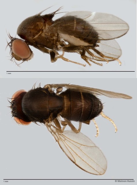 Scaptodrosophila sp. "ZRCBDP0019891" • © Maimon Hussin • All Rights Reserved