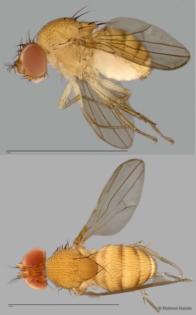 Scaptodrosophila sp. "ZRCBDP0021413" • © Maimon Hussin • All Rights Reserved
