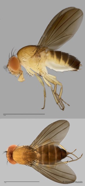 Scaptodrosophila sp. "ZRCBDP0021765" • © Maimon Hussin • All Rights Reserved