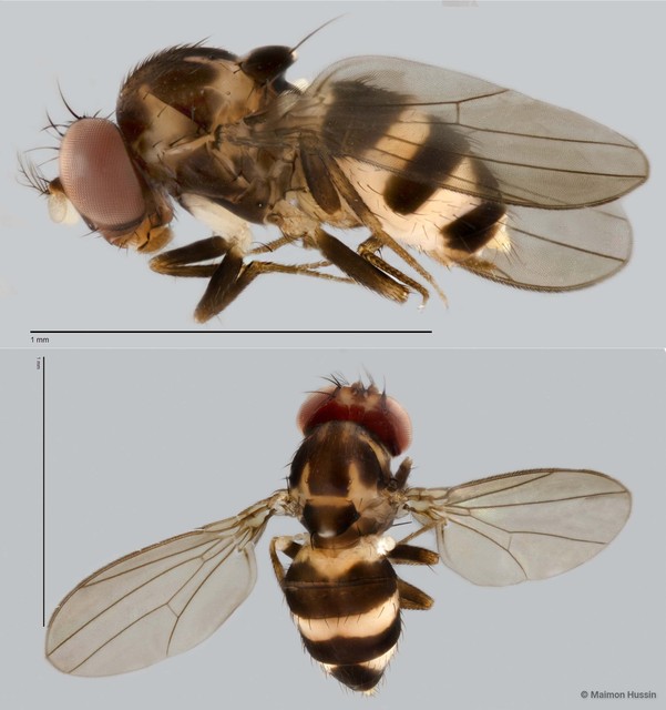 Scaptodrosophila sp. "ZRCBDP0025307" • © Maimon Hussin • All Rights Reserved