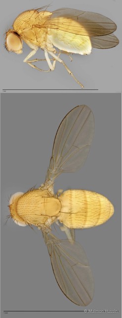 Scaptodrosophila sp. "ZRCBDP0025450" • © Maimon Hussin • All Rights Reserved
