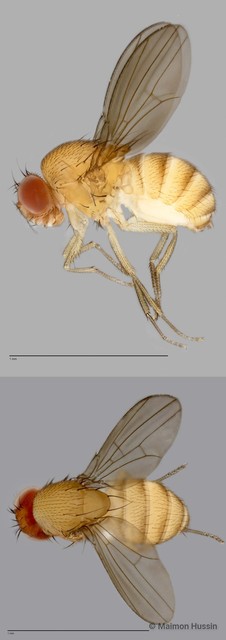 Scaptodrosophila sp. "ZRCBDP0025713" • © Maimon Hussin • All Rights Reserved