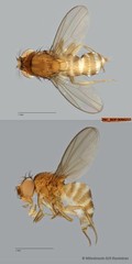 Scaptodrosophila sp. "ZRCBDP0090211"