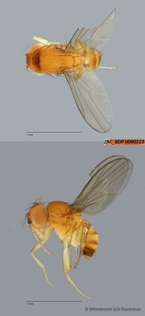 Scaptodrosophila sp. "ZRCBDP0090222" • © Miteshravin S/O Ravindran • All Rights Reserved