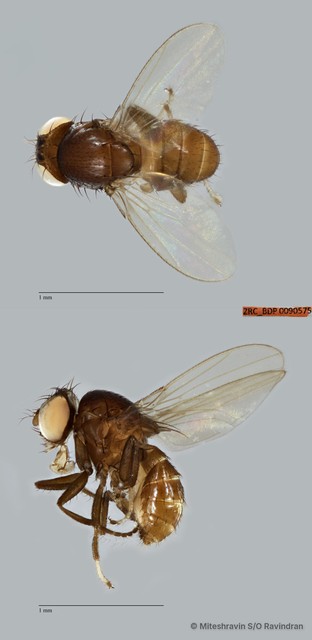 Scaptodrosophila sp. "ZRCBDP0090575" • © Miteshravin S/O Ravindran • All Rights Reserved