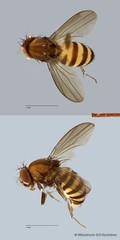 Scaptodrosophila sp. "ZRCBDP0090598" • © Miteshravin S/O Ravindran • All Rights Reserved