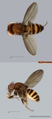 Scaptodrosophila sp. "ZRCBDP0090598" • © Miteshravin S/O Ravindran • All Rights Reserved
