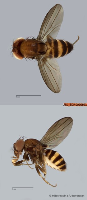 Scaptodrosophila sp. "ZRCBDP0090598"