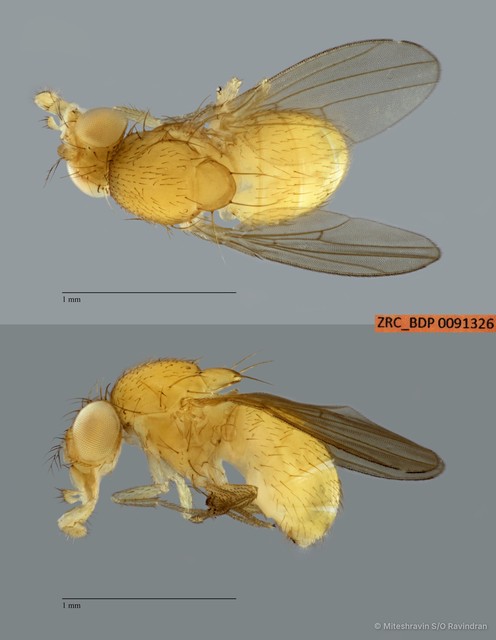 Scaptodrosophila sp. "ZRCBDP0091326" • © Miteshravin S/O Ravindran • All Rights Reserved