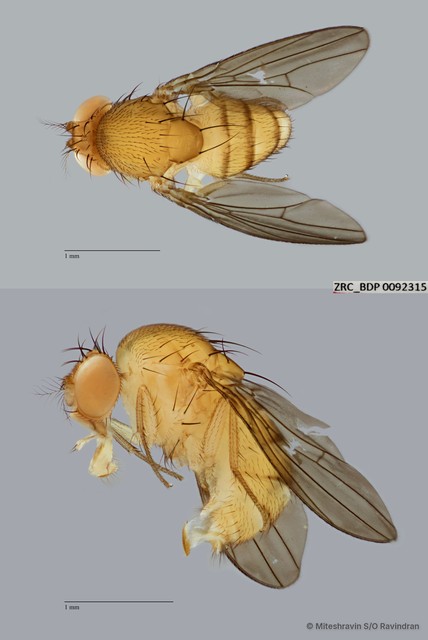 Scaptodrosophila sp. "ZRCBDP0091390" • © Miteshravin S/O Ravindran • All Rights Reserved