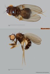 Scaptomyza sp. "ZRCBDP0090122" • © Miteshravin S/O Ravindran • All Rights Reserved