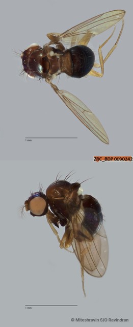 Scaptomyza sp. "ZRCBDP0090122"
