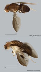 Stegana sp. "ZRCBDP0079840" • © Miteshravin S/O Ravindran • All Rights Reserved