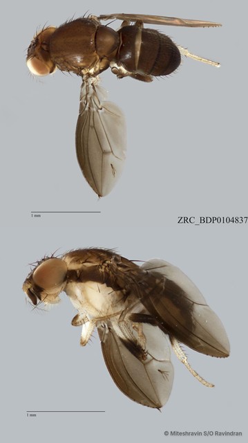 Stegana sp. "ZRCBDP0079840" • © Miteshravin S/O Ravindran • All Rights Reserved