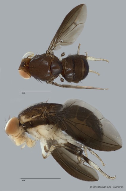 Stegana sp. "ZRCBDP0079840"