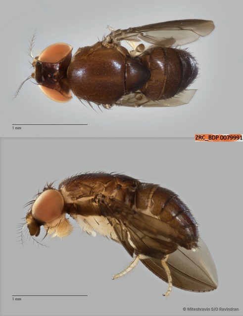 Stegana sp. "ZRCBDP0079991" • © Miteshravin S/O Ravindran • All Rights Reserved