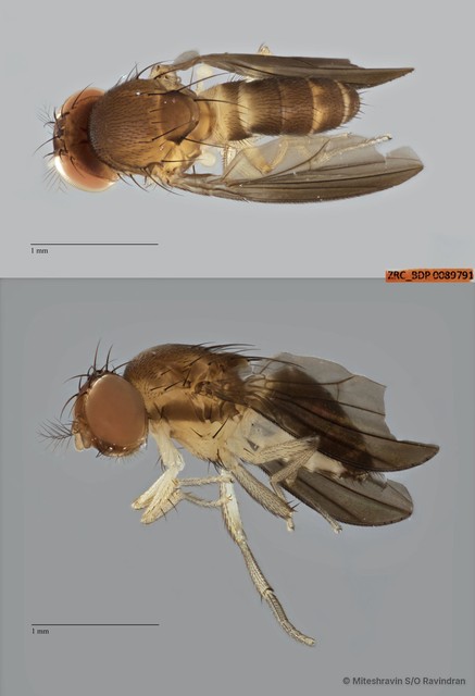 Stegana sp. "ZRCBDP0089791" • © Miteshravin S/O Ravindran • All Rights Reserved