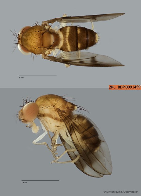 Stegana sp. "ZRCBDP0091459" • © Miteshravin S/O Ravindran • All Rights Reserved