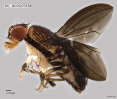 Stegana sp. "ZRCBDP0270524"