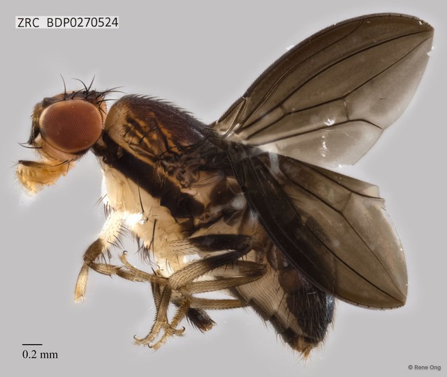 Stegana sp. "ZRCBDP0270524" • © Rene Ong • All Rights Reserved