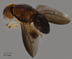 Stegana sp. "ZRCBDP0293091"