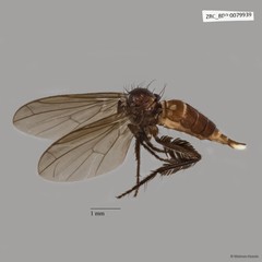 Empididae sp. "ZRCBDP0079939"