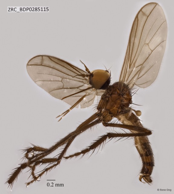 Empididae sp. "ZRCBDP0285115" • © Rene Ong • All Rights Reserved