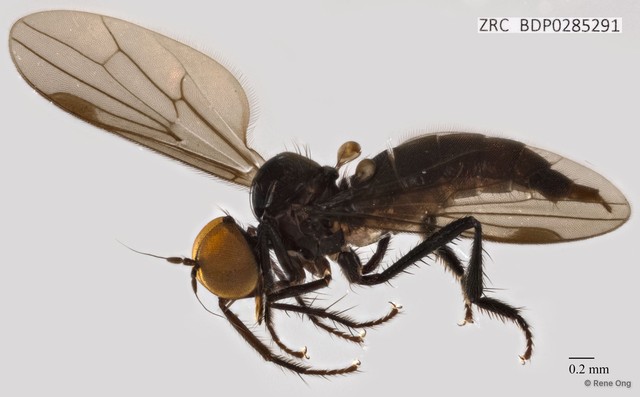 Empididae sp. "ZRCBDP0285291" • © Rene Ong • All Rights Reserved