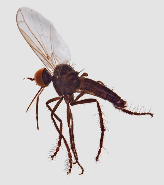 Empis producta • © Jayanthi Puniamoorthy • All Rights Reserved