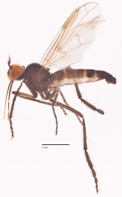 Empis vitisalutatoris • © Jayanthi Puniamoorthy • All Rights Reserved